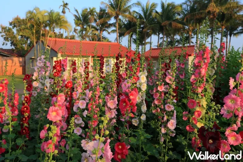 台南 / WalkerLand窩客島提供 未經許可，不得轉載