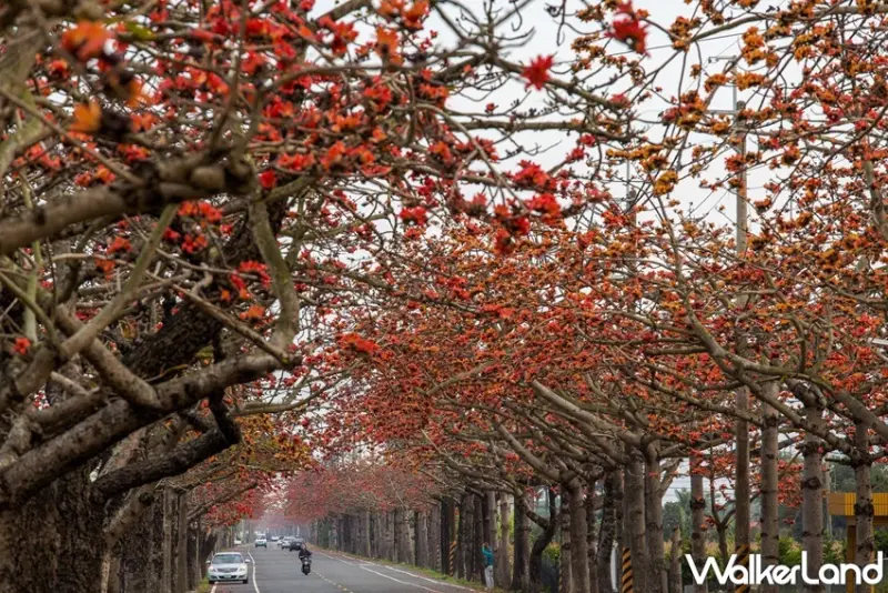 台南 / WalkerLand窩客島提供 未經許可，不得轉載