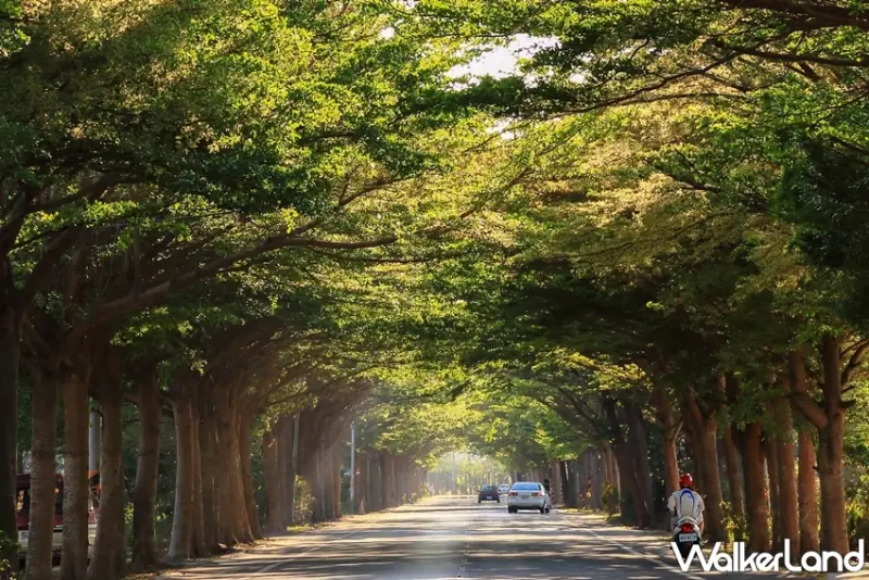 台南7條綠色隧道 / WalkerLand窩客島提供 未經許可，不得轉載