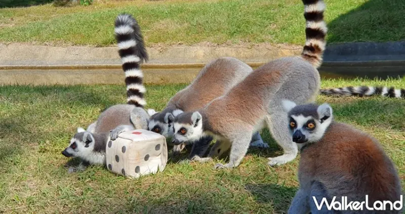 六福村 / WalkerLand窩客島整理提供 未經許可，不得轉載