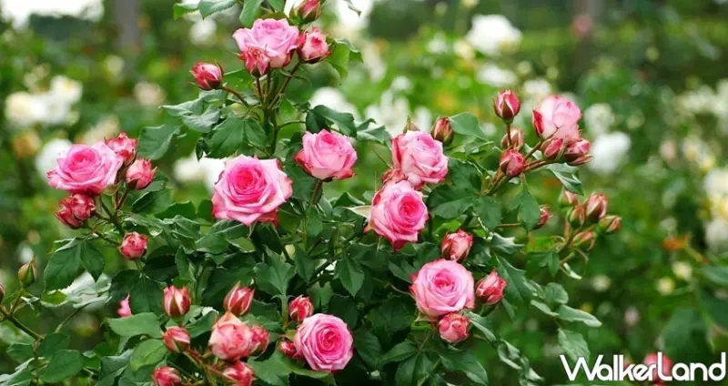 台北玫瑰展 / WalkerLand窩客島整理提供 未經許可不可轉載