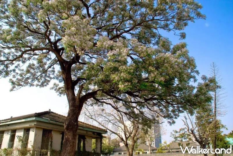 台南 / WalkerLand窩客島提供 未經許可，不得轉載