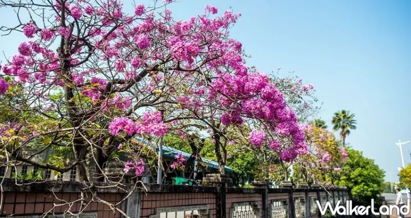 嘉義高鐵大道「洋紅風鈴木」 / WalkerLand窩客島整理提供 未經許可不可轉載