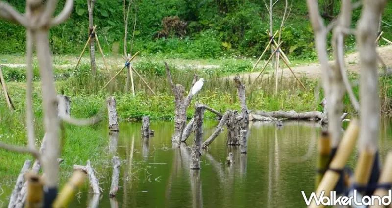 信義區「永春陂濕地公園」 / WalkerLand窩客島整理提供 未經許可不可轉載