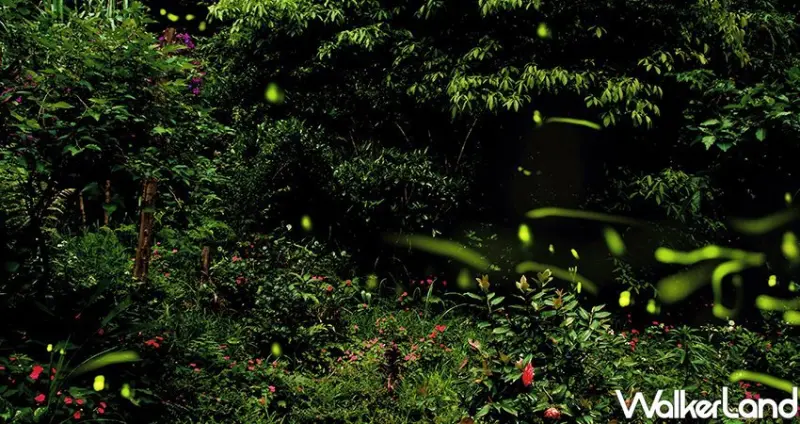 桃園石門水庫美食景點/ WalkerLand窩客島整理提供 未經許可不可轉載