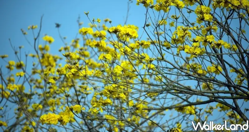嘉義高鐵大道「洋紅風鈴木」 / WalkerLand窩客島整理提供 未經許可不可轉載