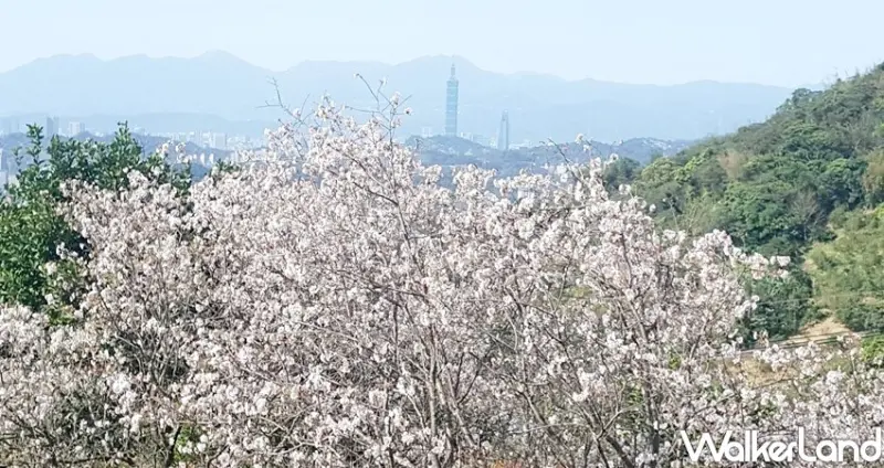 新店景點「騰龍御櫻」 / WalkerLand窩客島整理提供 未經許可不可轉載