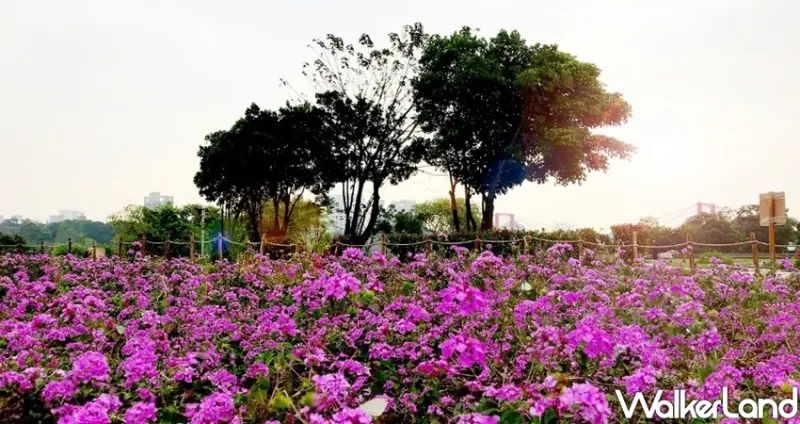 板橋蝴蝶公園「2020新北河濱蝶戀季」/ WalkerLand窩客島整理提供 未經許可不可轉載