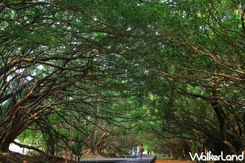 台南7條綠色隧道 / WalkerLand窩客島提供 未經許可，不得轉載