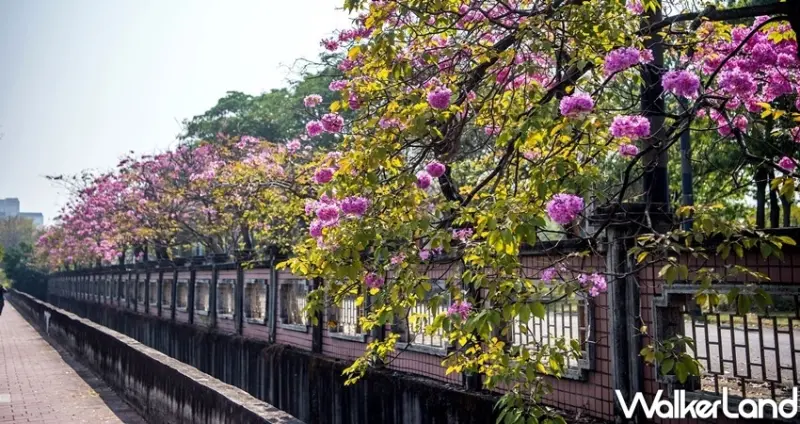嘉義高鐵大道「洋紅風鈴木」 / WalkerLand窩客島整理提供 未經許可不可轉載