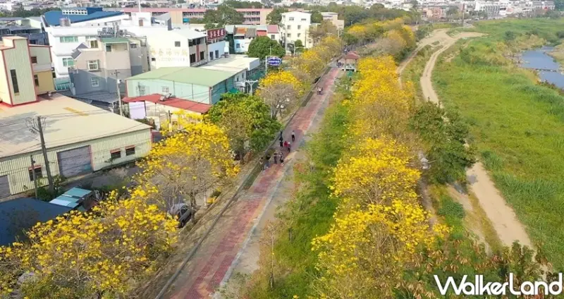 嘉義高鐵大道「洋紅風鈴木」 / WalkerLand窩客島整理提供 未經許可不可轉載
