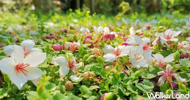 新北桐花祭 / WalkerLand窩客島整理提供 未經許可不可轉載