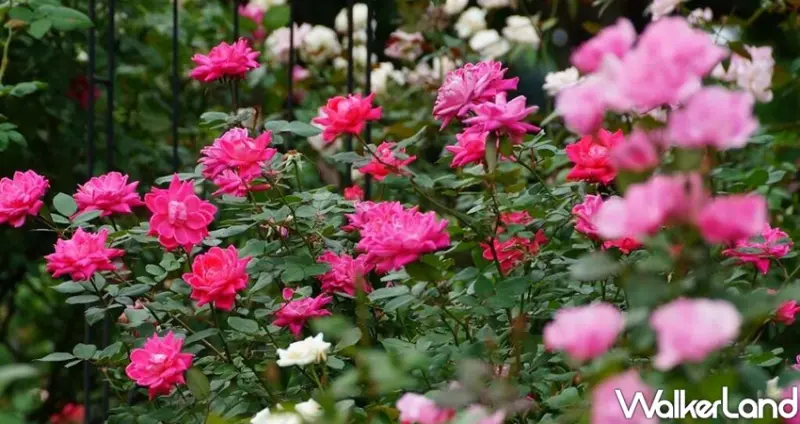 台北玫瑰展 / WalkerLand窩客島整理提供 未經許可不可轉載