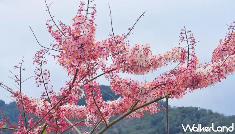 寶來花賞溫泉公園 / WalkerLand窩客島整理提供 未經許可，不得轉載