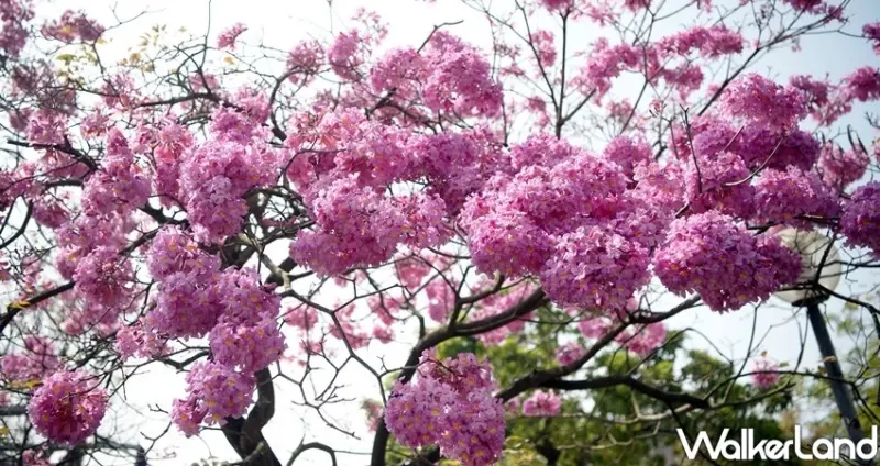 嘉義高鐵大道「洋紅風鈴木」 / WalkerLand窩客島整理提供 未經許可不可轉載