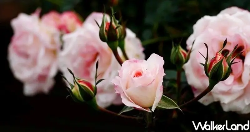 台北玫瑰展 / WalkerLand窩客島整理提供 未經許可不可轉載