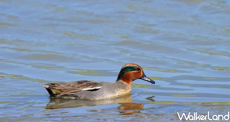 社子島濕地 / WalkerLand窩客島整理提供 未經許可不可轉載
