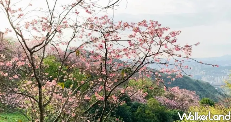 新店景點「騰龍御櫻」 / WalkerLand窩客島整理提供 未經許可不可轉載