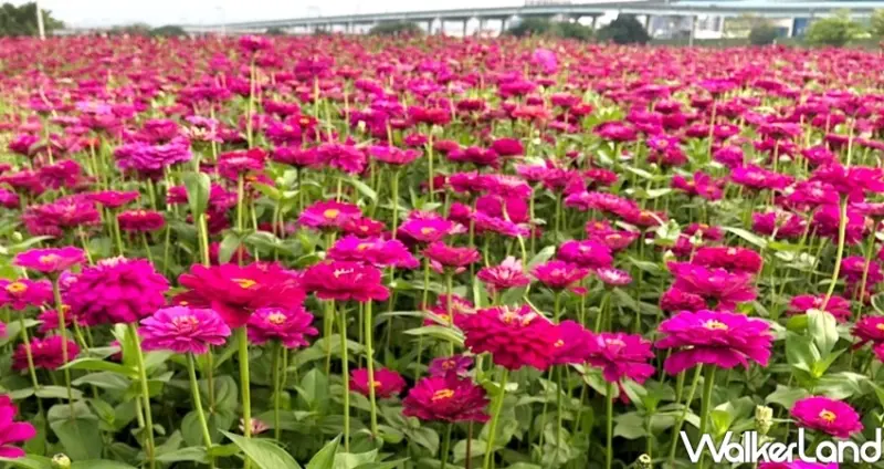 三重新北大都會公園 / WalkerLand窩客島整理提供 未經許可不可轉載