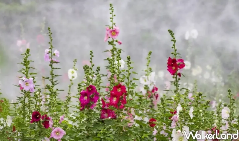 台北景點「古亭河濱公園 蜀葵花海」 / WalkerLand窩客島整理提供 未經許可不可轉載