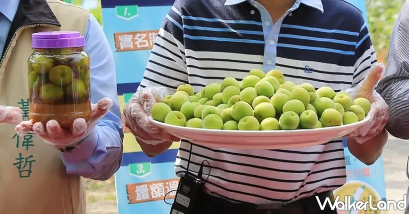 梅嶺賞螢季 / WalkerLand窩客島提供 未經許可，不得轉載