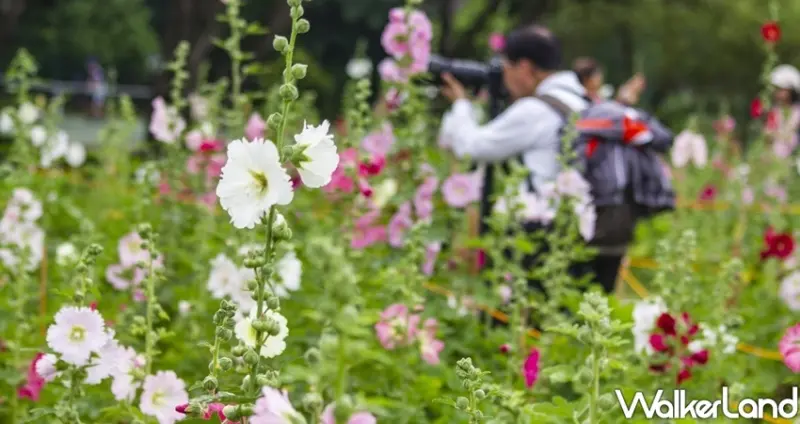 台北景點「古亭河濱公園 蜀葵花海」 / WalkerLand窩客島整理提供 未經許可不可轉載