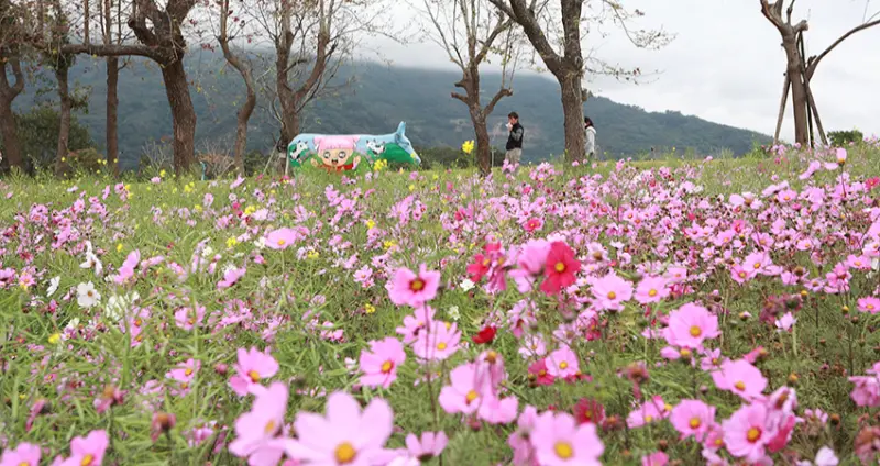 連假就計畫出發去「初鹿牧場」賞花、吃鍋、滾草地吧，所有接觸大自然的願望一次滿足。