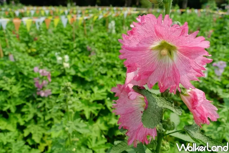 台北景點「古亭河濱公園 蜀葵花海」 / WalkerLand窩客島整理提供 未經許可不可轉載