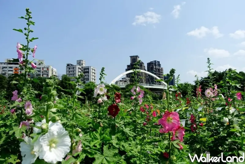台北景點「古亭河濱公園 蜀葵花海」 / WalkerLand窩客島整理提供 未經許可不可轉載
