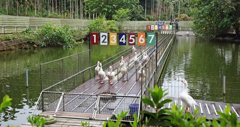 擁有400多頭乳牛的規模，並轉型為觀光休閒農場，「綠盈牧場」成了體驗酪農業文化的最佳園區。