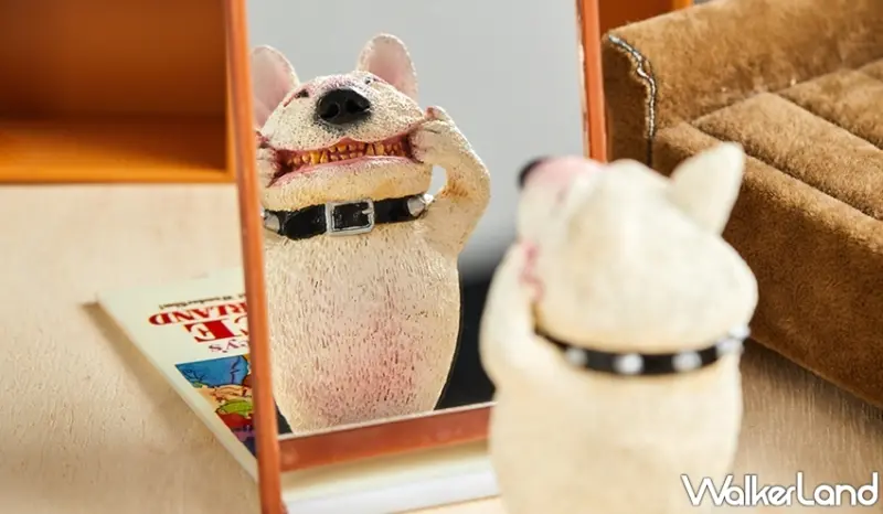 圓滾滾動物系列 / WalkerLand窩客島提供 未經許可，不得轉載 