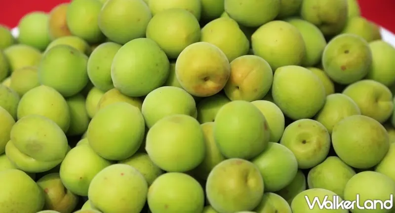 梅嶺賞螢季 / WalkerLand窩客島提供 未經許可，不得轉載