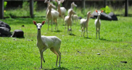 充滿濃濃異國牧場風情的「新光兆豐休閒農場」，好多可愛動物能秒殺你的相機記憶體。
