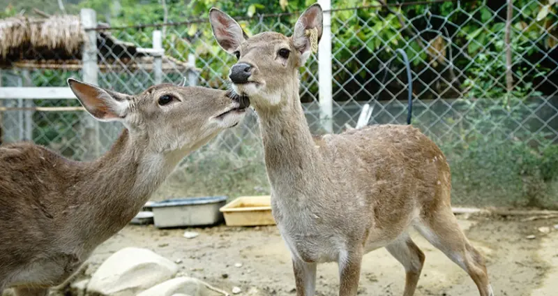 來一趟「阿信巧克力農場」感受主推從產地到餐桌的體驗，在這裡能發現台灣可可的新玩法喔。