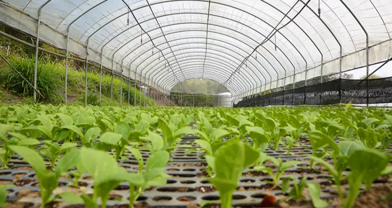 「小瓢蟲農場」採行有機農法多年，讓大小朋友安全無憂的體驗採收時蔬的樂趣，盡情倘佯在大自然的懷抱中。