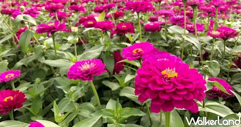 三重新北大都會公園 / WalkerLand窩客島整理提供 未經許可不可轉載