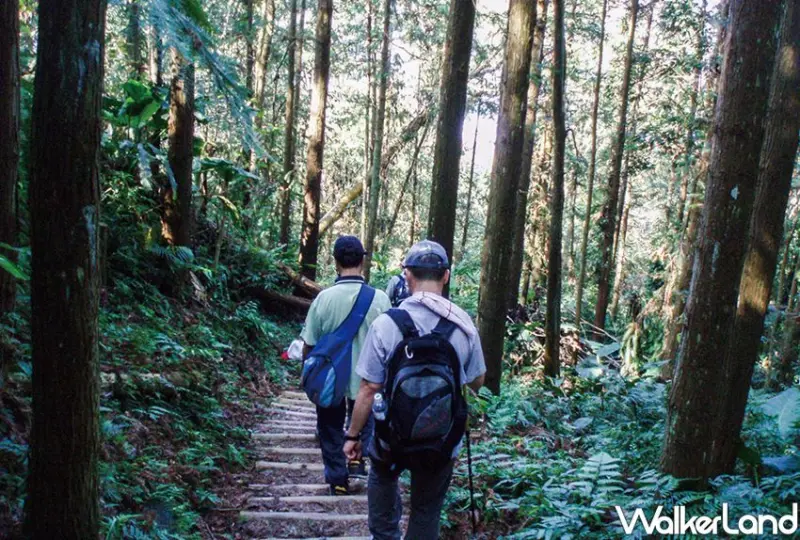 苗栗三大森林系景點