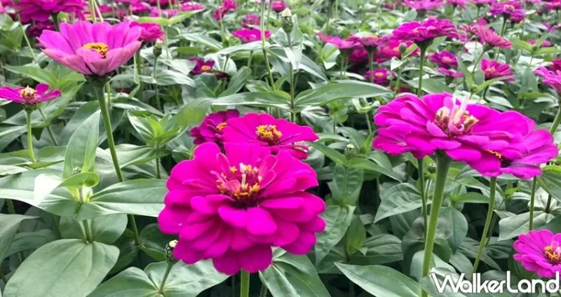 三重新北大都會公園 / WalkerLand窩客島整理提供 未經許可不可轉載