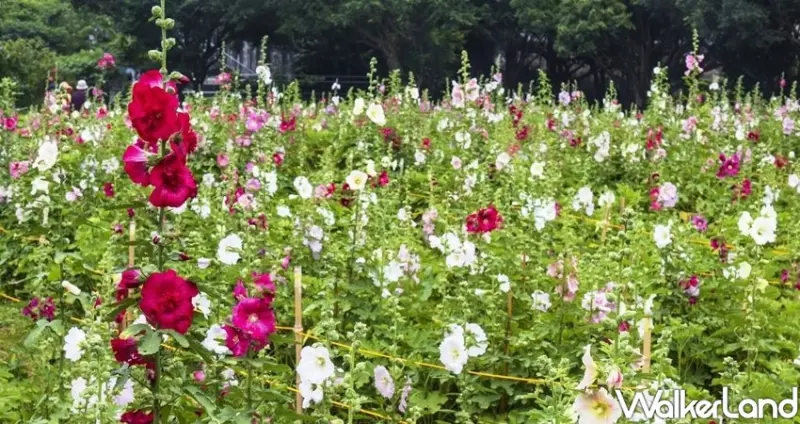 台北景點「古亭河濱公園 蜀葵花海」 / WalkerLand窩客島整理提供 未經許可不可轉載