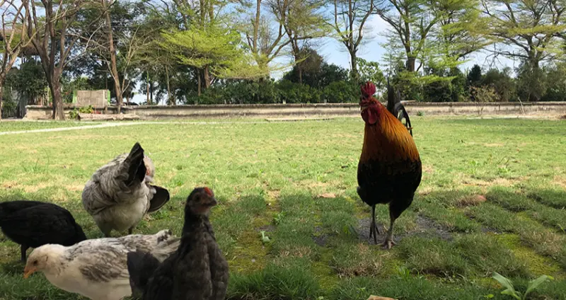 到「不一樣鱷魚生態農場」接觸鱷魚和各種親人小動物，體驗很有特色的反差萌。