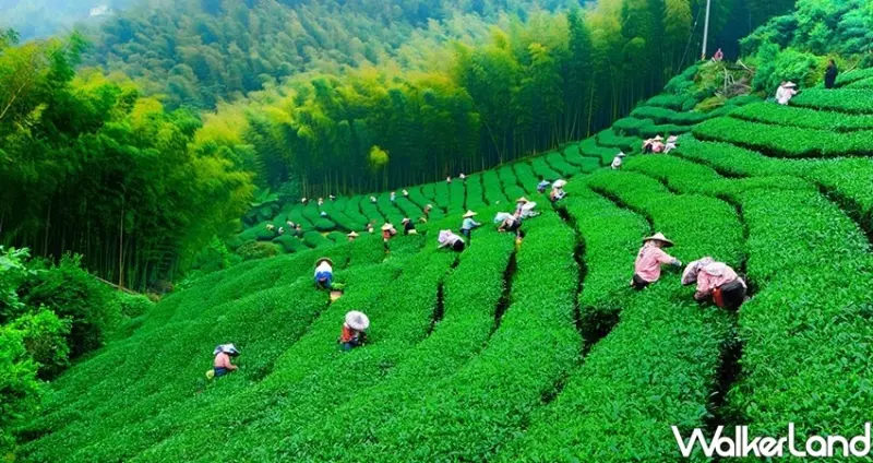 松柏嶺森林公園