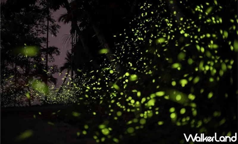 梅嶺賞螢季 / WalkerLand窩客島提供 未經許可，不得轉載