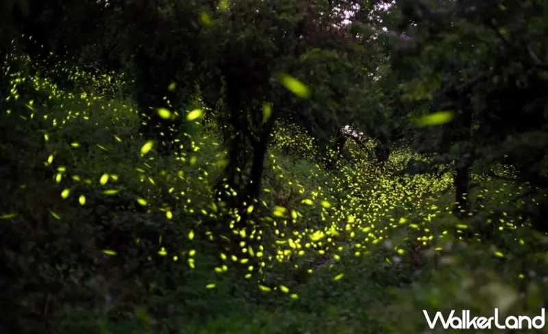梅嶺賞螢季 / WalkerLand窩客島提供 未經許可，不得轉載