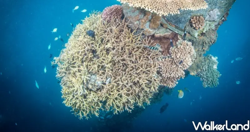 花蓮景點秘境「和中海灘、台泥DAKA」 / WalkerLand窩客島整理提供 未經許可不可轉載