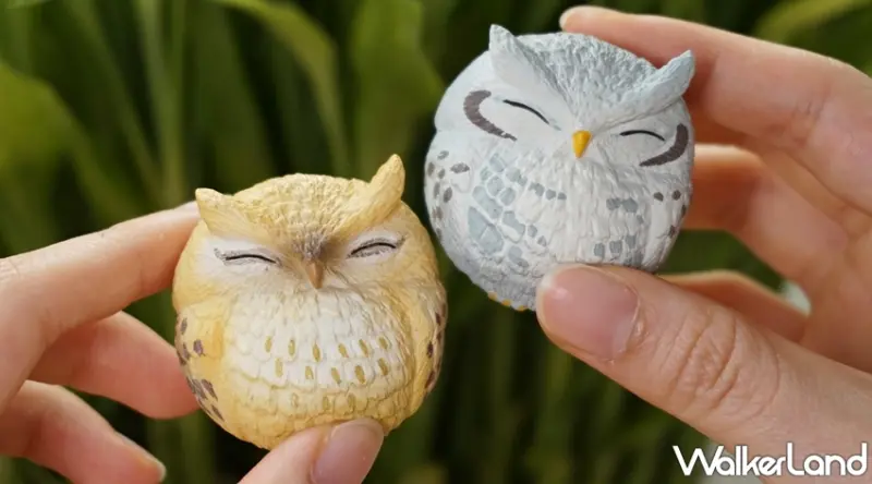 杯中生物 / WalkerLand窩客島提供 未經許可，不得轉載