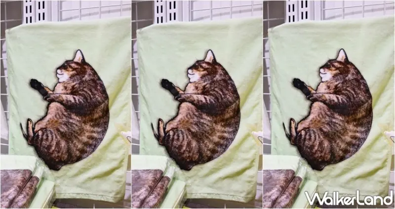 日本福貓展 / WalkerLand窩客島提供 未經許可，不得轉載