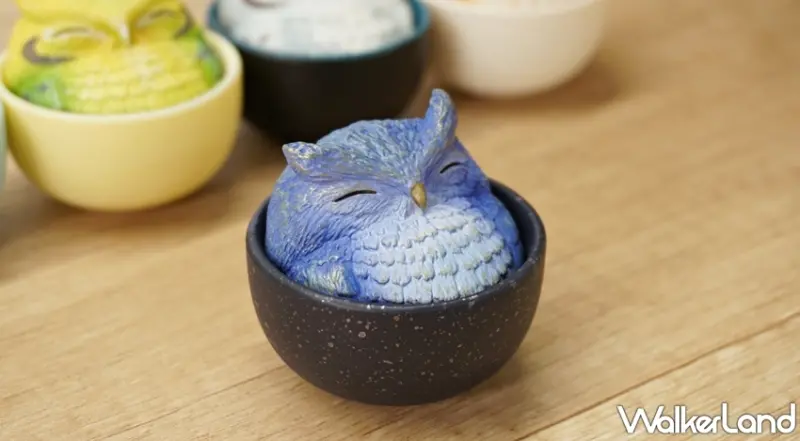 杯中生物 / WalkerLand窩客島提供 未經許可，不得轉載