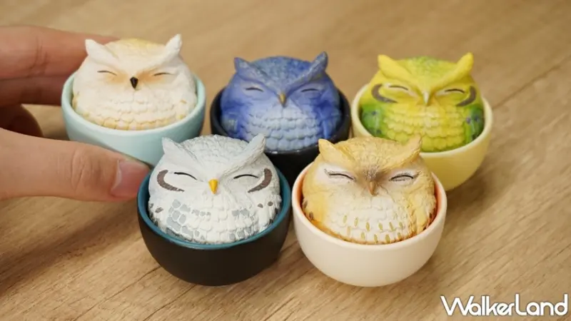 杯中生物 / WalkerLand窩客島提供 未經許可，不得轉載