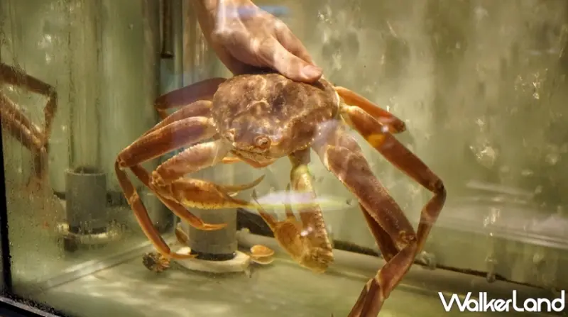 食指大丼 / WalkerLand窩客島提供 未經許可，不得轉載