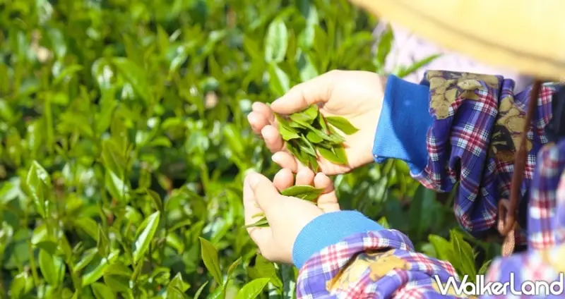 阿里山景點 / WalkerLand窩客島整理提供 未經許可不可轉載